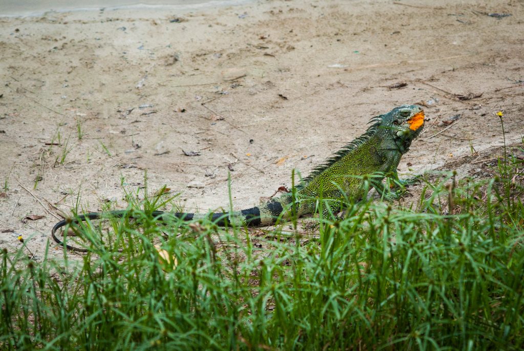 photographe landes, photographe dax